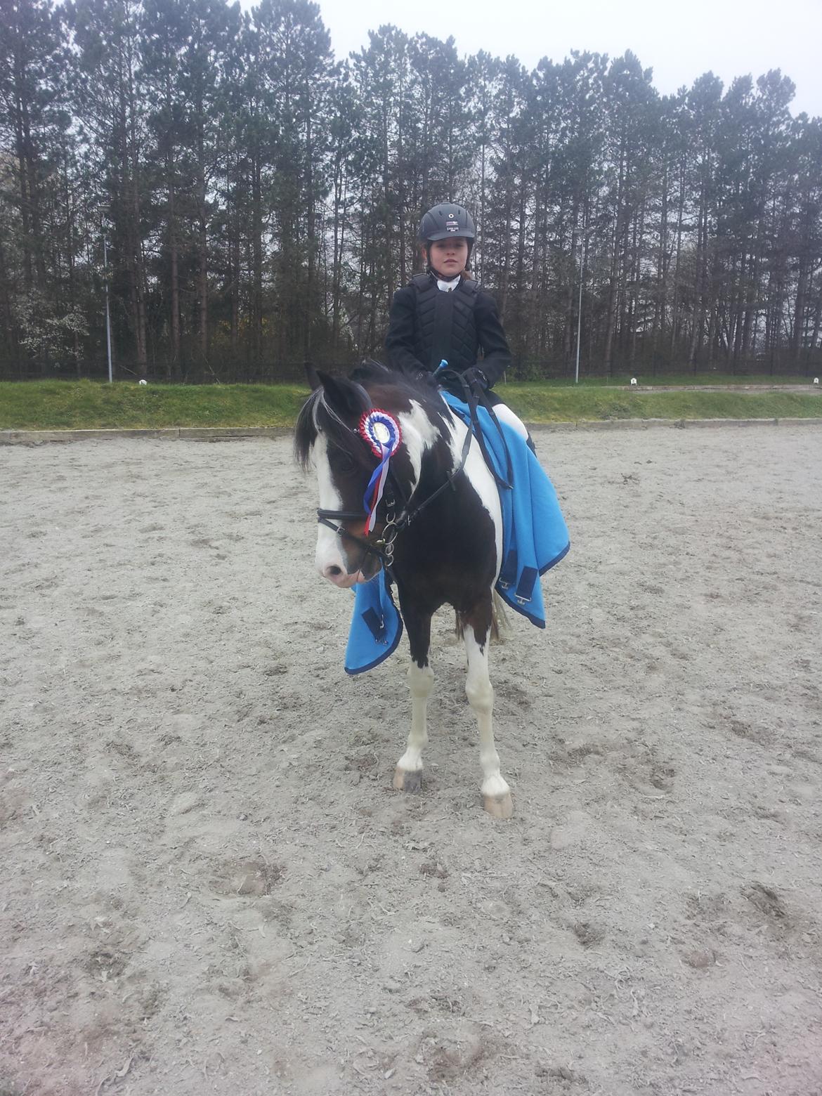 Pinto Svalegårdens Alberte - verdens bedste Alberte. Vores første stævne sammen :-) billede 1