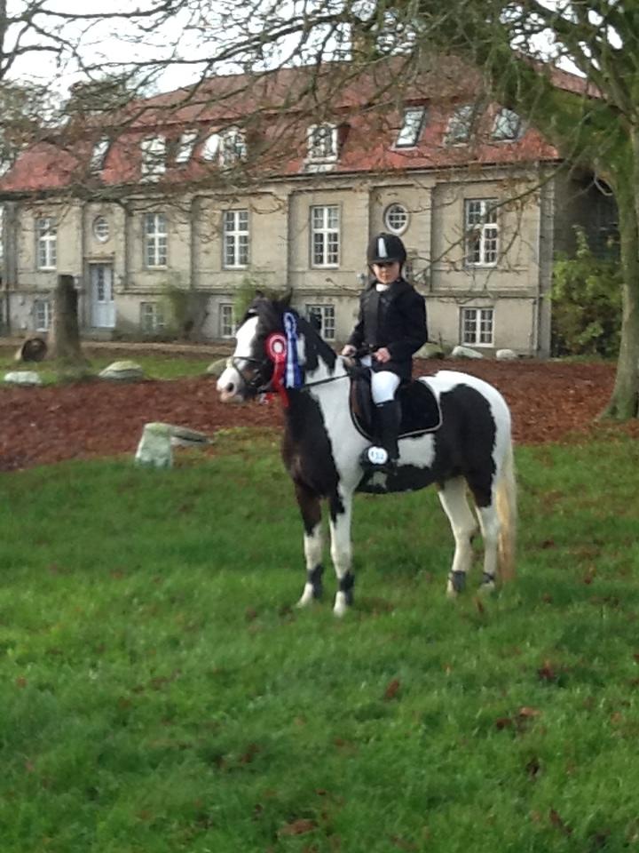 Pinto Svalegårdens Alberte - god tur til Nykøbing Falster billede 3