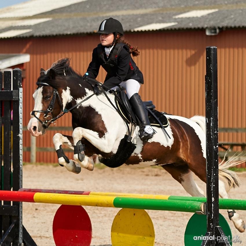 Pinto Svalegårdens Alberte - Du er bare så dejlig at springe på :-) billede 4