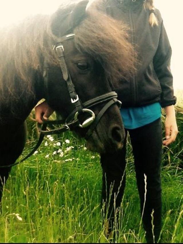 Shetlænder Polle - Velkommen til Polles profil👌 billede 1