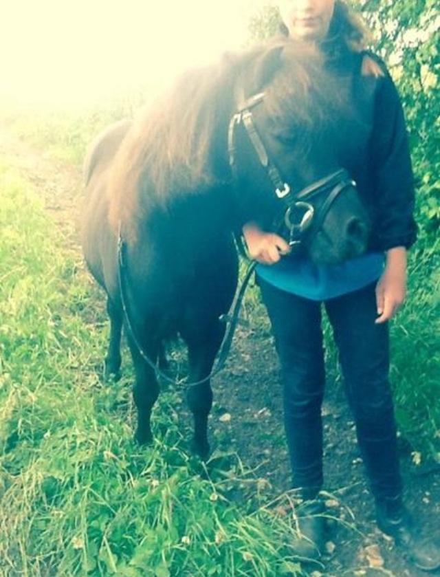 Shetlænder Polle - I skoven  billede 2