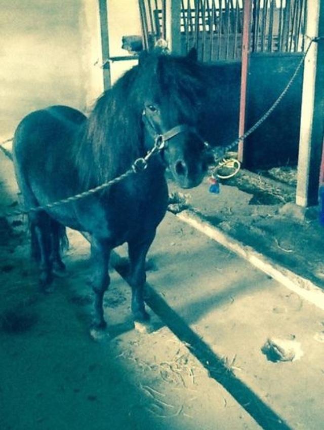 Shetlænder Polle - På staldgangen efter en strigling 👌 billede 4