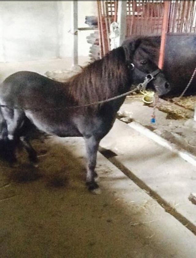 Shetlænder Polle - Sådan en fræk lille vallak er da sød❤️ billede 5
