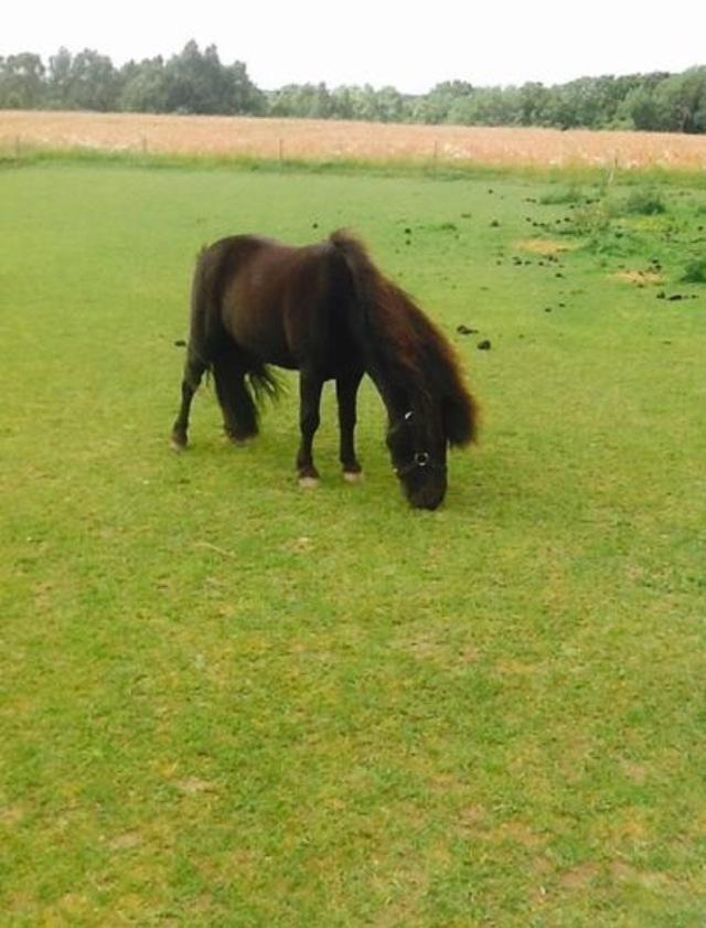 Shetlænder Polle - Så er der Sommergræs 😍😍 billede 6