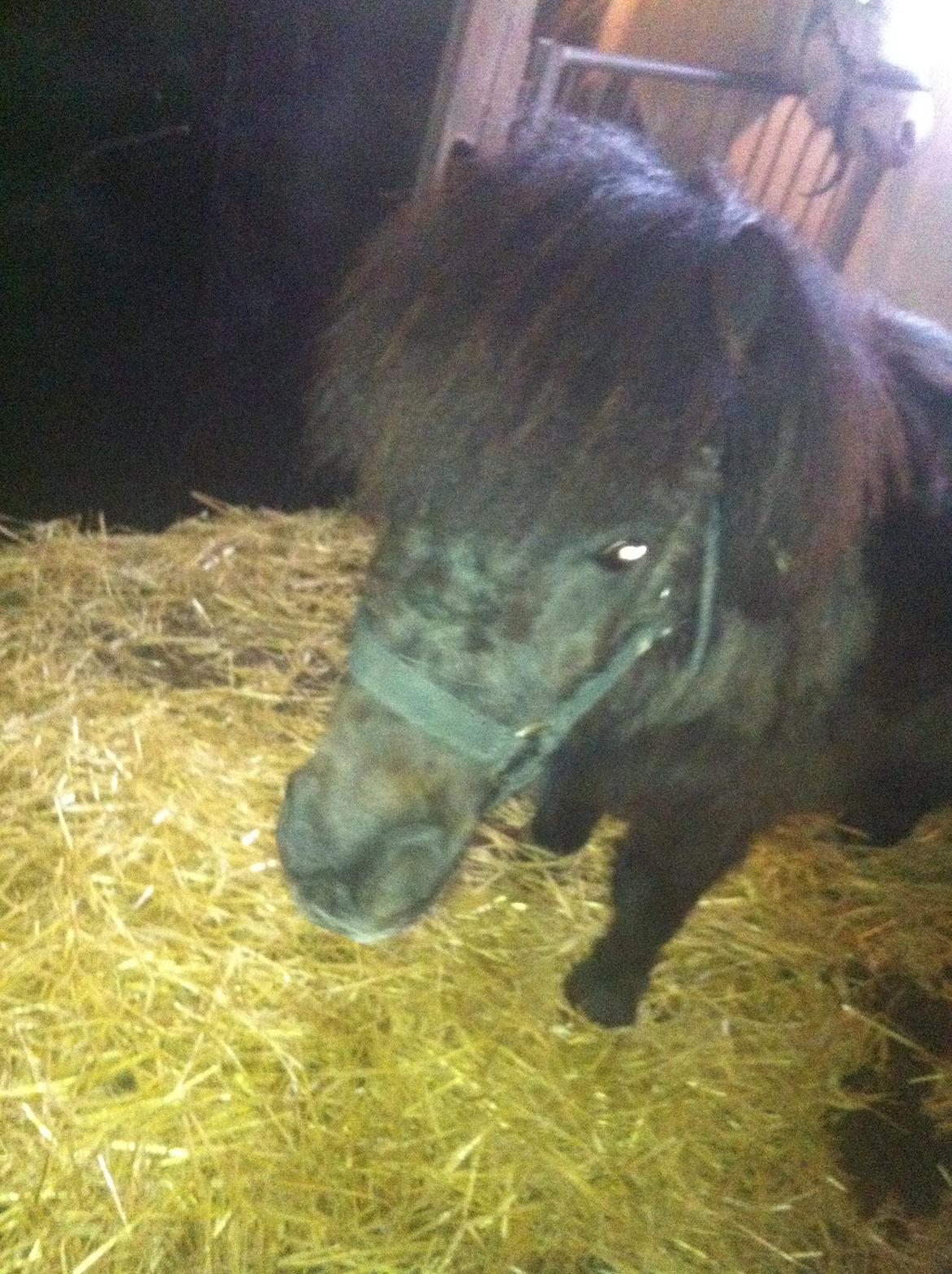 Shetlænder Polle - I boksen, foråret 2016🐴 billede 7