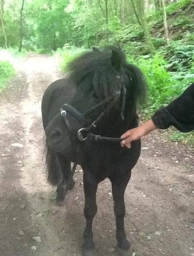 Shetlænder Polle - I skoven  billede 8