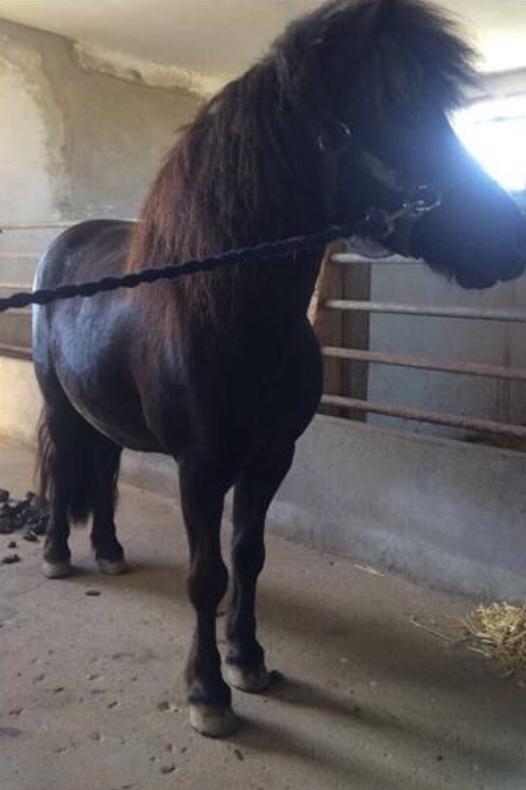 Shetlænder Polle - I stalden  billede 9