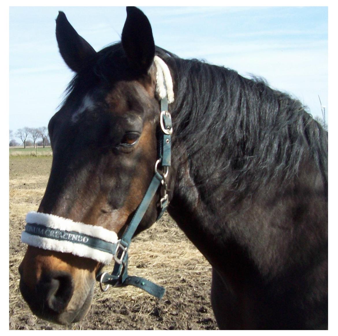 Anden særlig race Basse - Flotte Rexi. billede 3