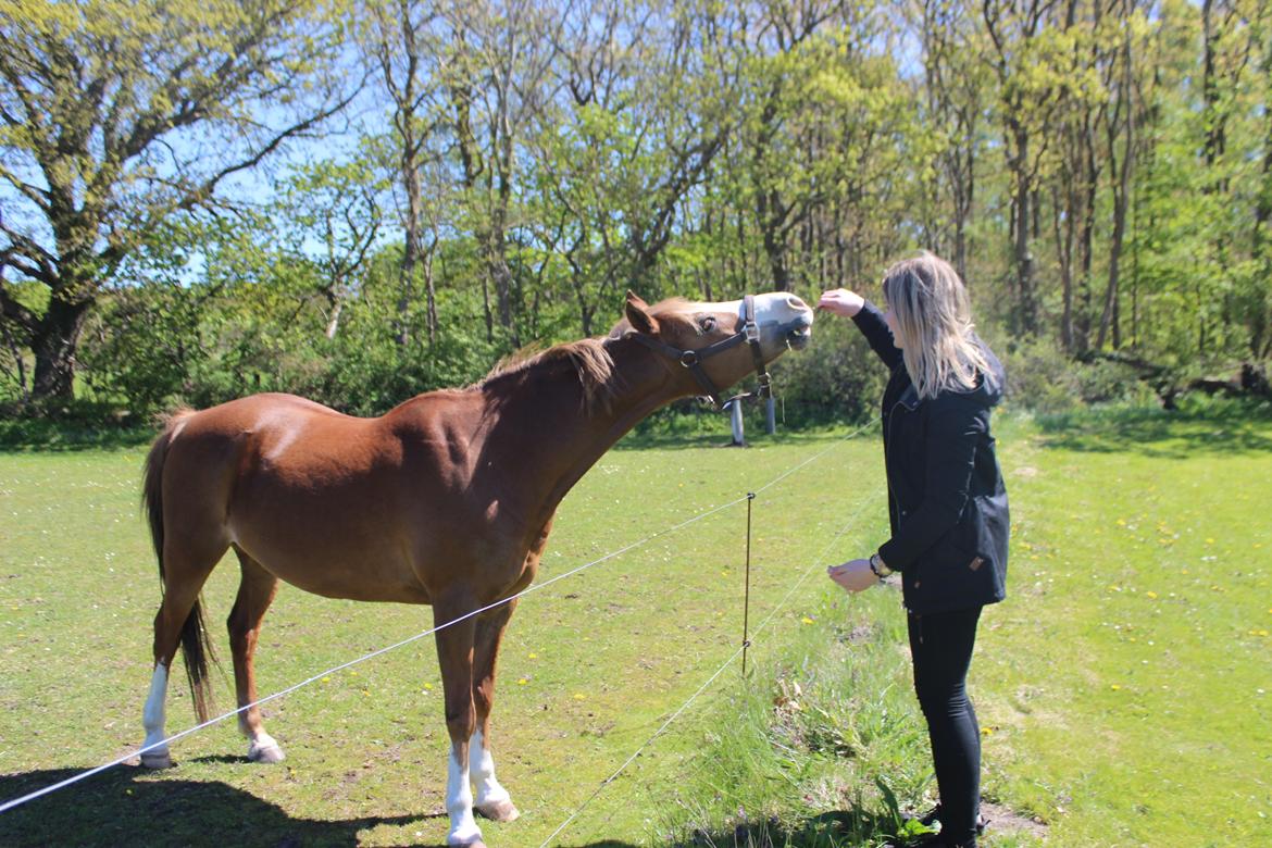 Anden særlig race Miss lucy billede 3