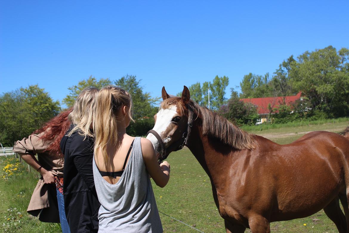 Anden særlig race Miss lucy billede 4