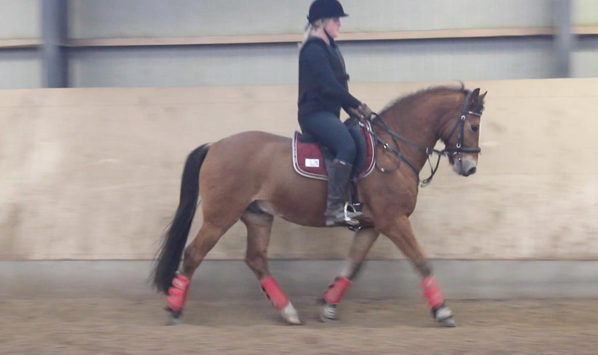 New Forest Faktizk billede 4