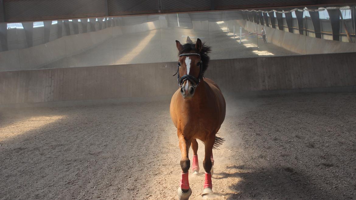 New Forest Faktizk billede 2