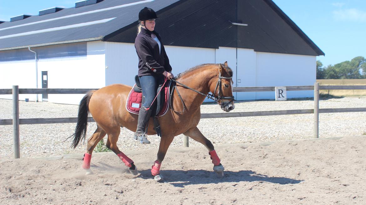 New Forest Faktizk billede 7