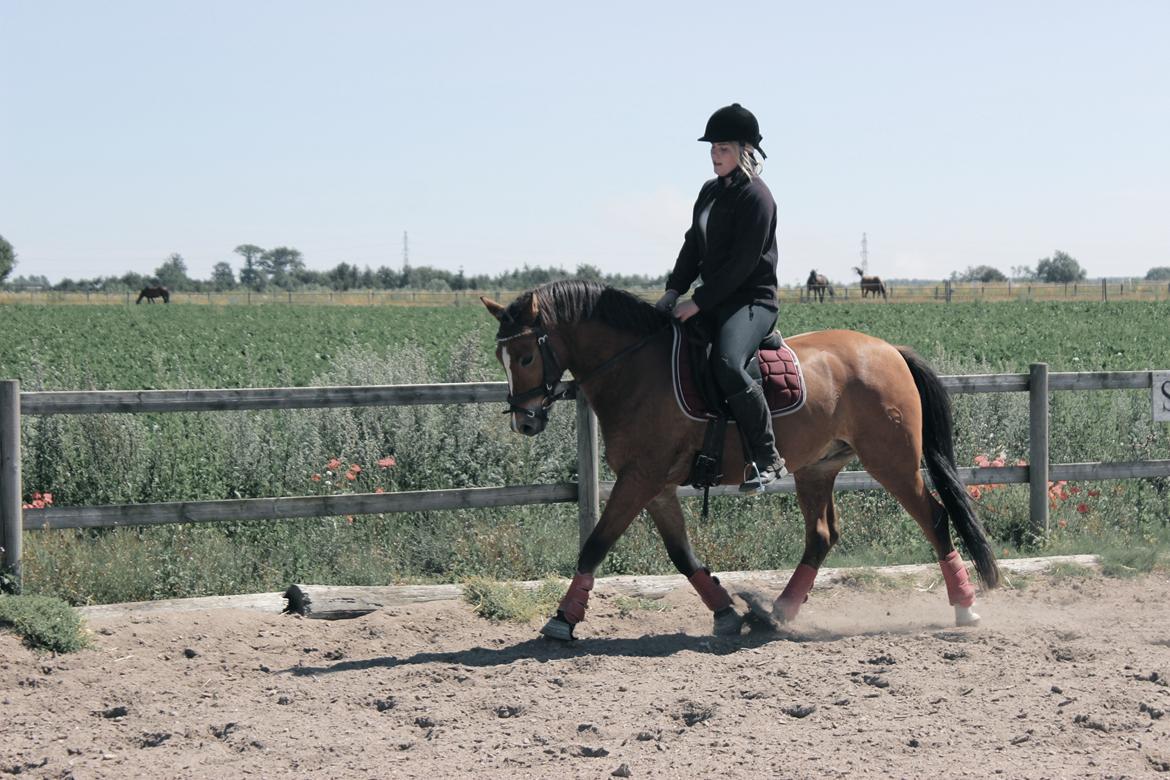 New Forest Faktizk billede 8