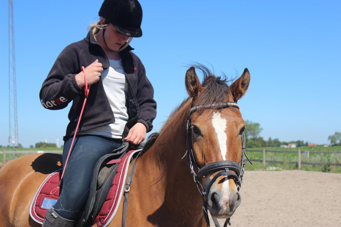 New Forest Faktizk billede 9