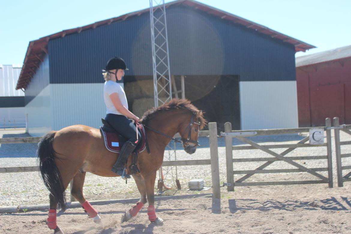 New Forest Faktizk billede 11