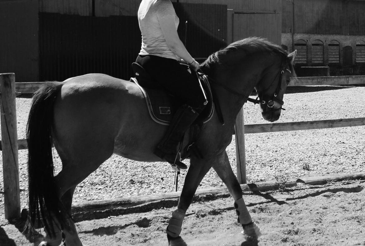 New Forest Faktizk billede 12