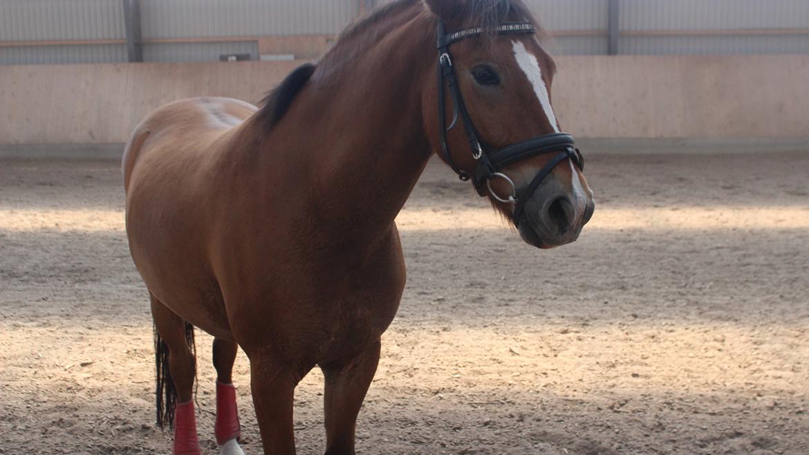 New Forest Faktizk billede 5