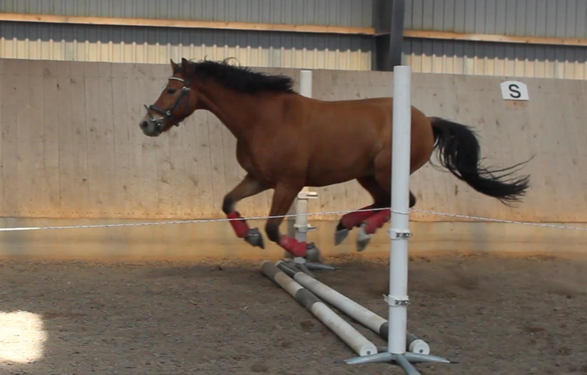 New Forest Faktizk billede 13