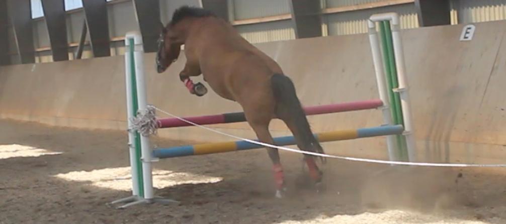 New Forest Faktizk billede 10