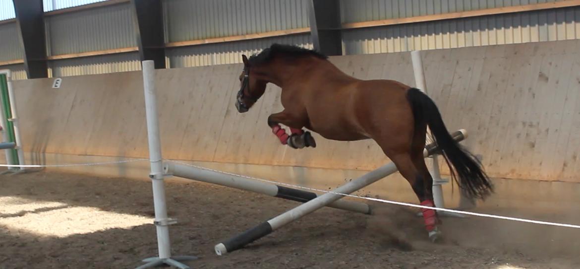 New Forest Faktizk billede 14