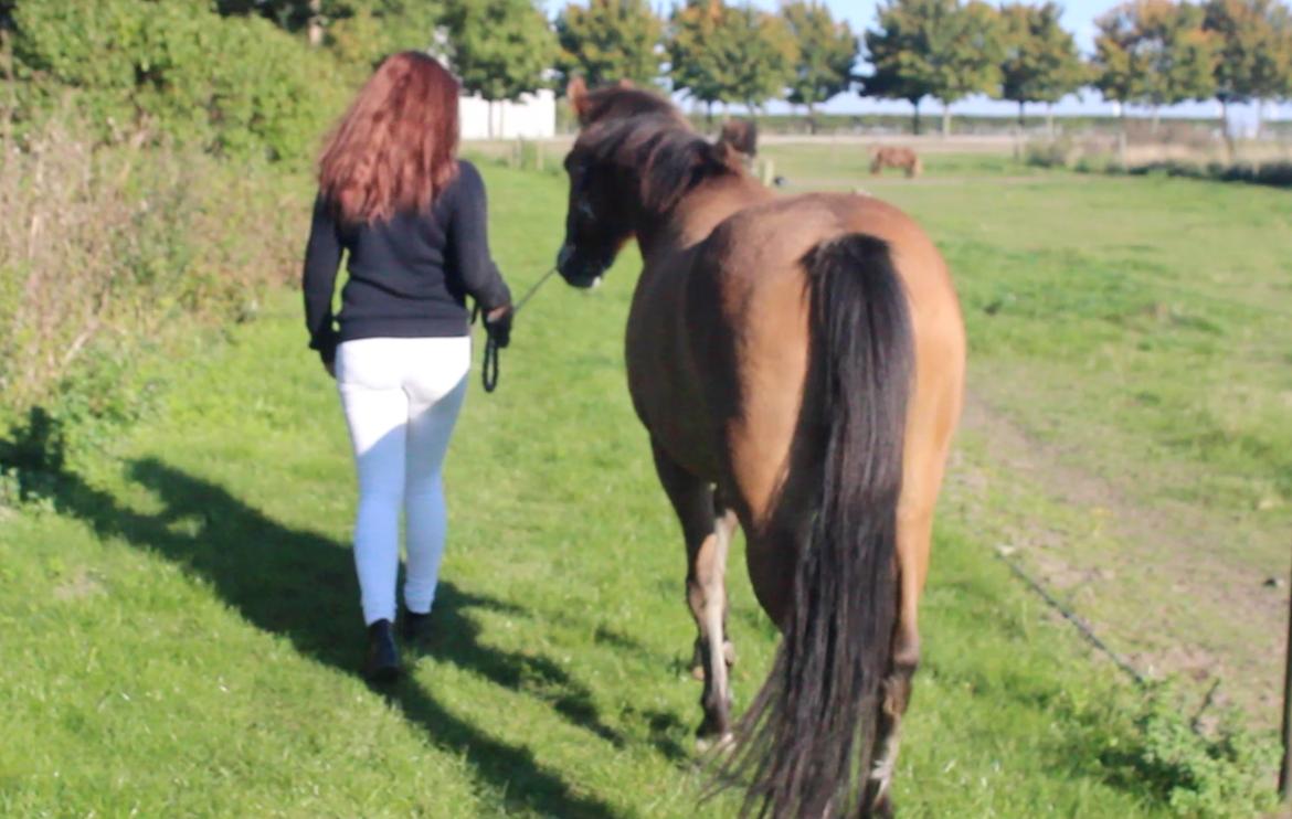 New Forest Faktizk billede 3