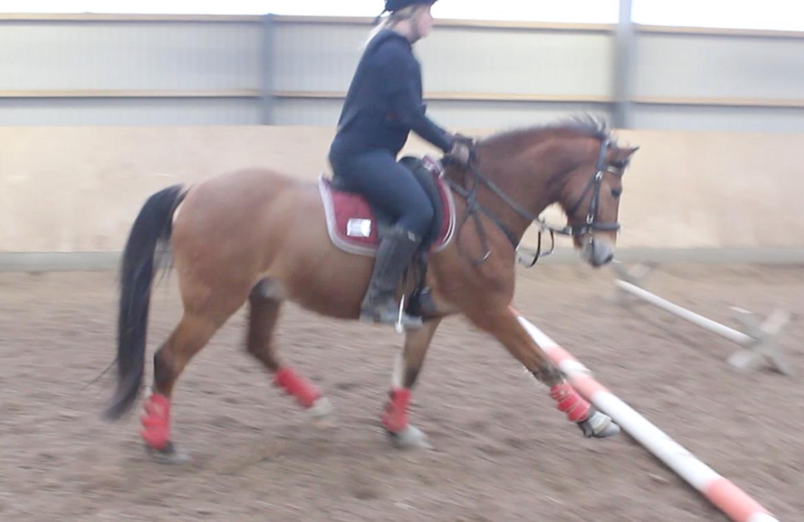 New Forest Faktizk billede 6