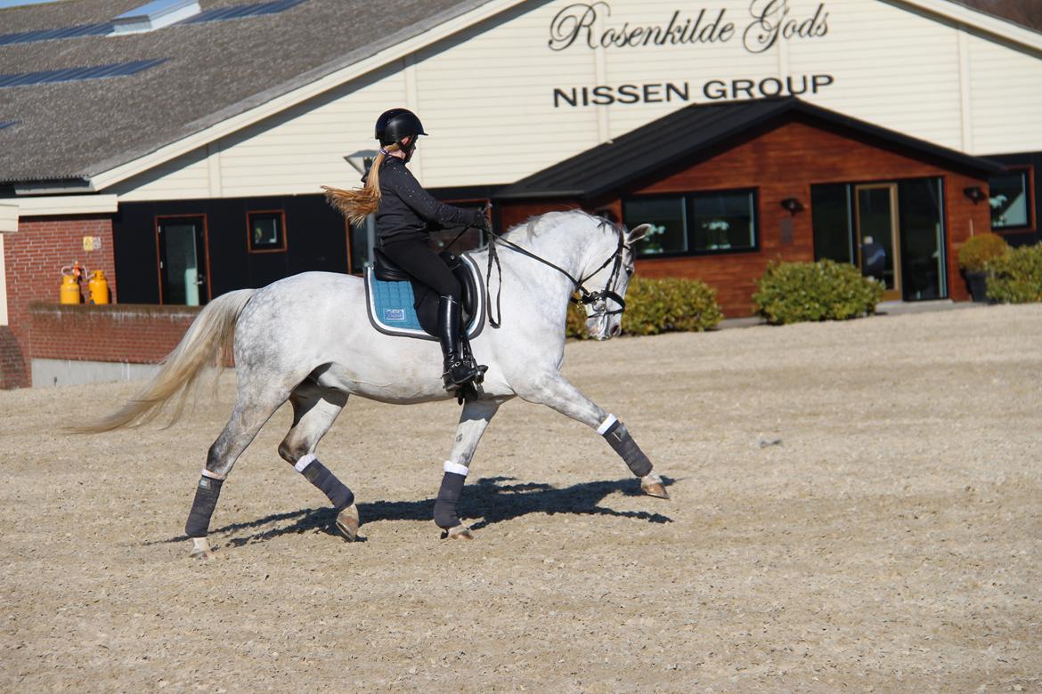 Svensk Sportspony  Uriah Heep A pony billede 6