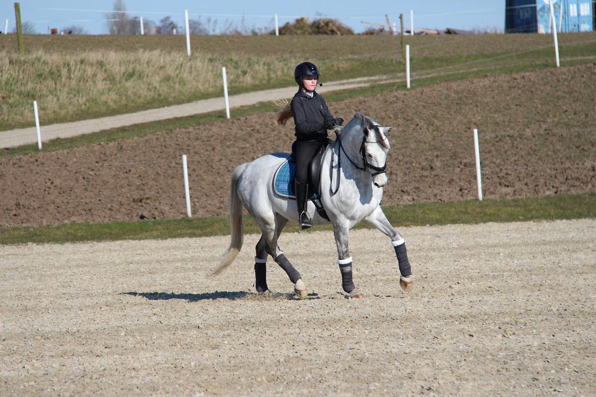 Svensk Sportspony  Uriah Heep A pony billede 4