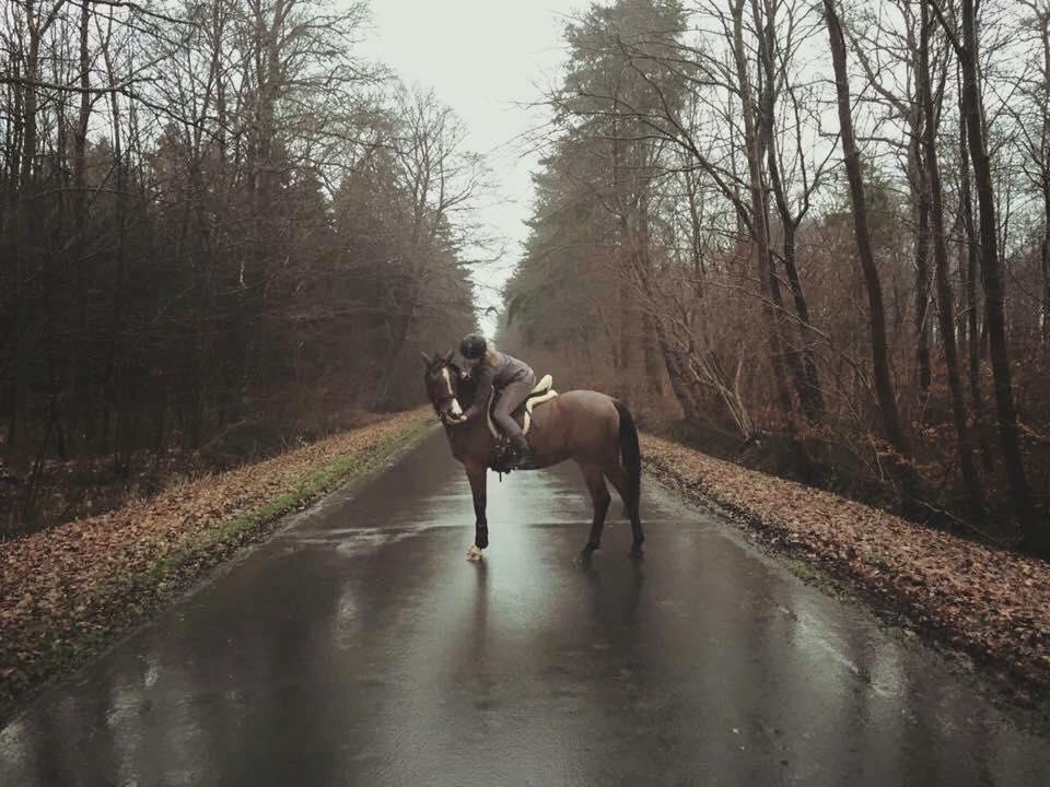 Arabisk fuldblod (OX) TU Elix OX billede 8