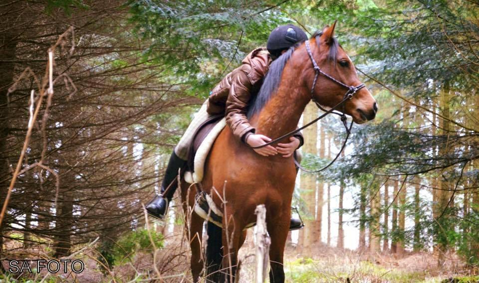 Arabisk fuldblod (OX) TU Elix OX billede 1