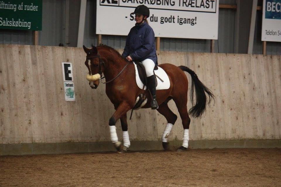 Arabisk fuldblod (OX) TU Elix OX billede 10