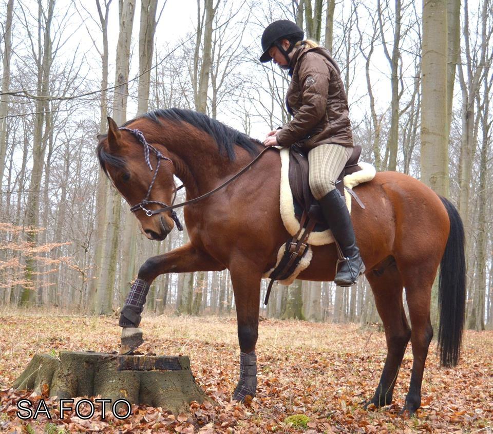 Arabisk fuldblod (OX) TU Elix OX billede 3