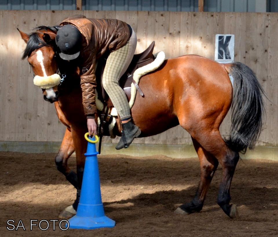 Arabisk fuldblod (OX) TU Elix OX billede 4