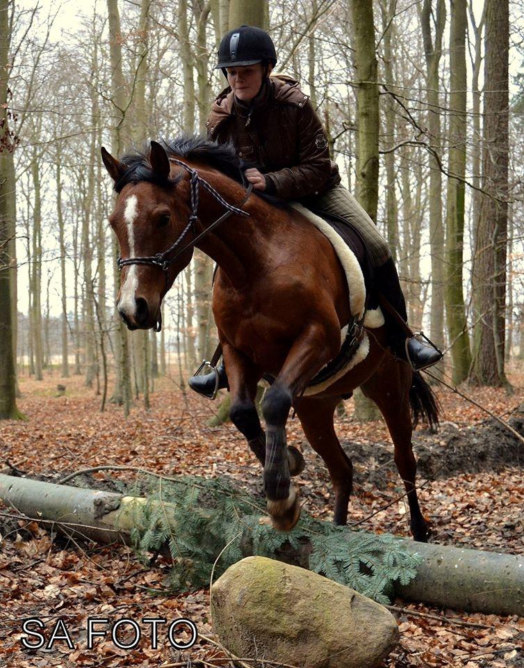 Arabisk fuldblod (OX) TU Elix OX billede 5