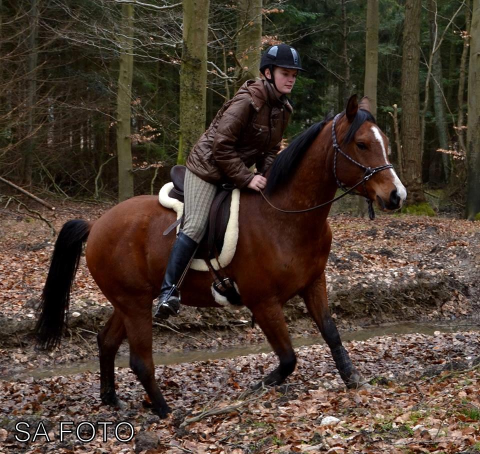 Arabisk fuldblod (OX) TU Elix OX billede 7