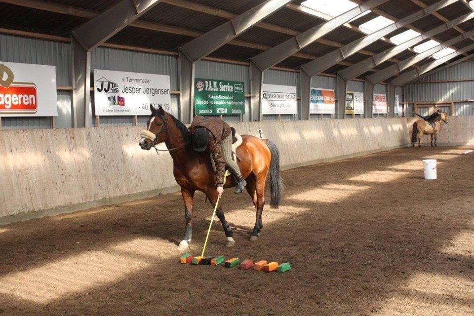 Arabisk fuldblod (OX) TU Elix OX billede 6