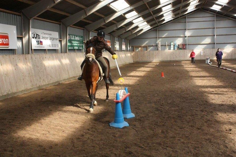 Arabisk fuldblod (OX) TU Elix OX billede 11