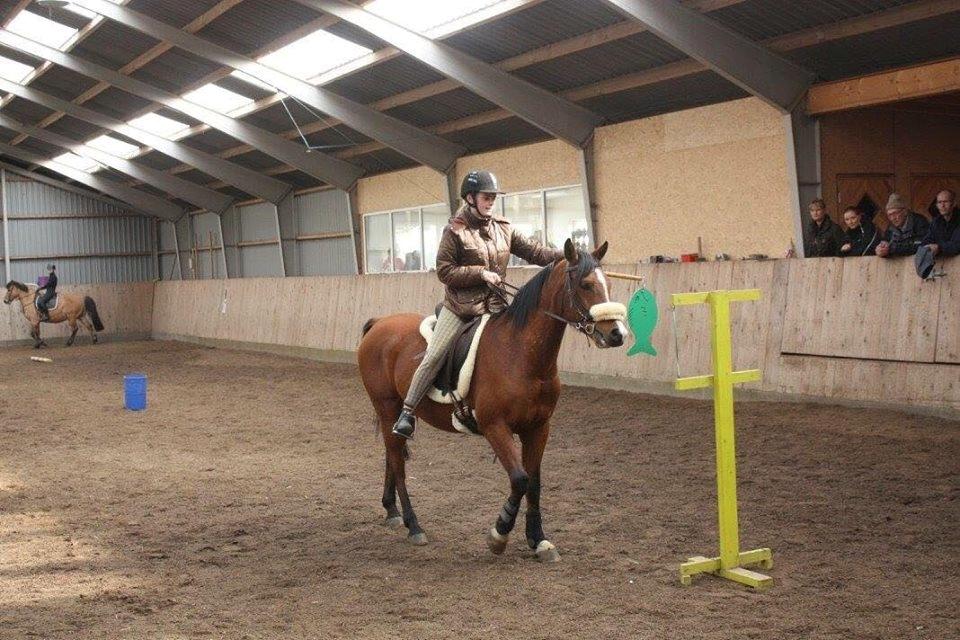 Arabisk fuldblod (OX) TU Elix OX billede 9