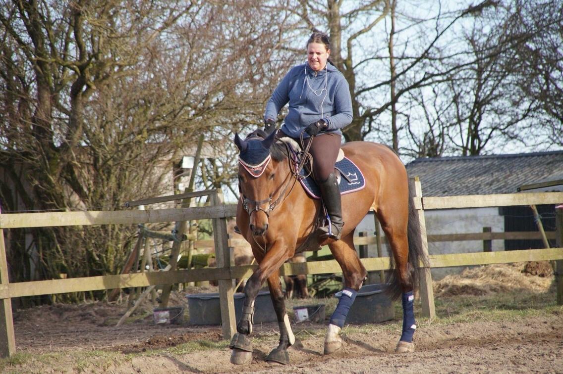 Hollandsk Varmblod Ruby's ursella billede 20