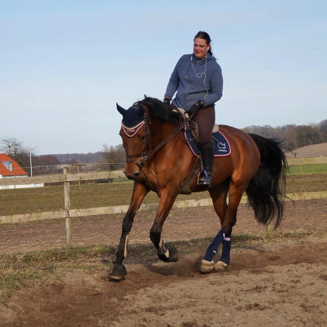 Hollandsk Varmblod Ruby's ursella billede 15