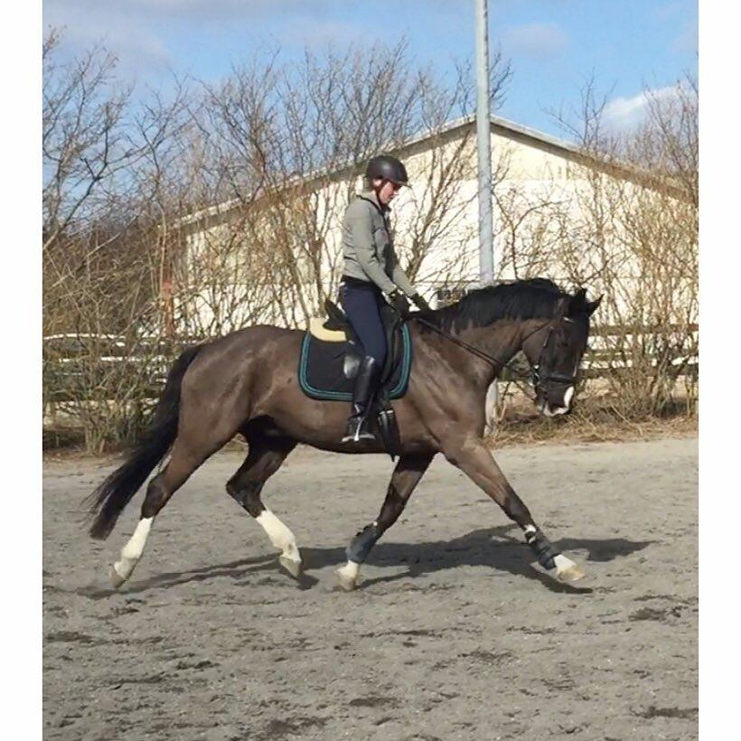 Dansk Varmblod Valløs Farinelli billede 3