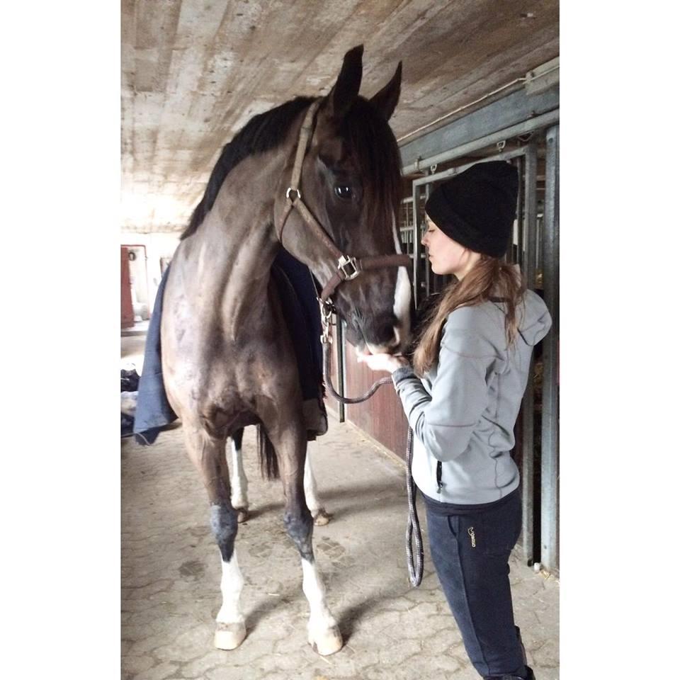 Dansk Varmblod Valløs Farinelli billede 4