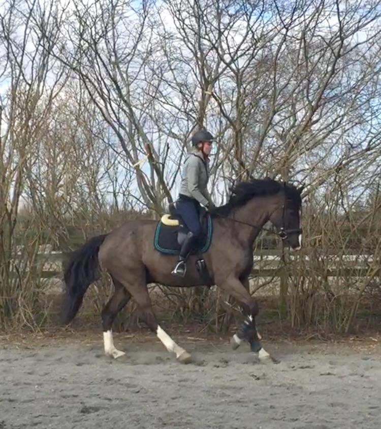 Dansk Varmblod Valløs Farinelli billede 5