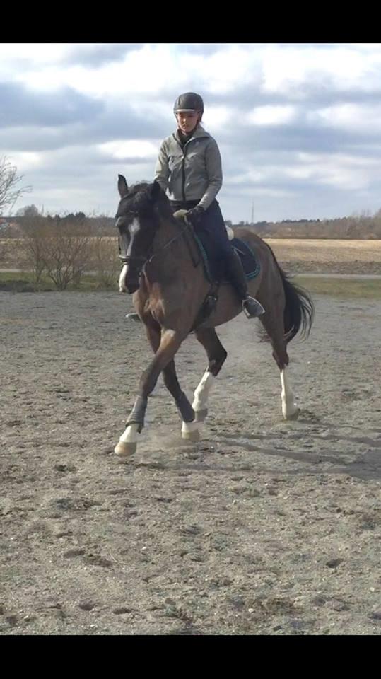 Dansk Varmblod Valløs Farinelli billede 7