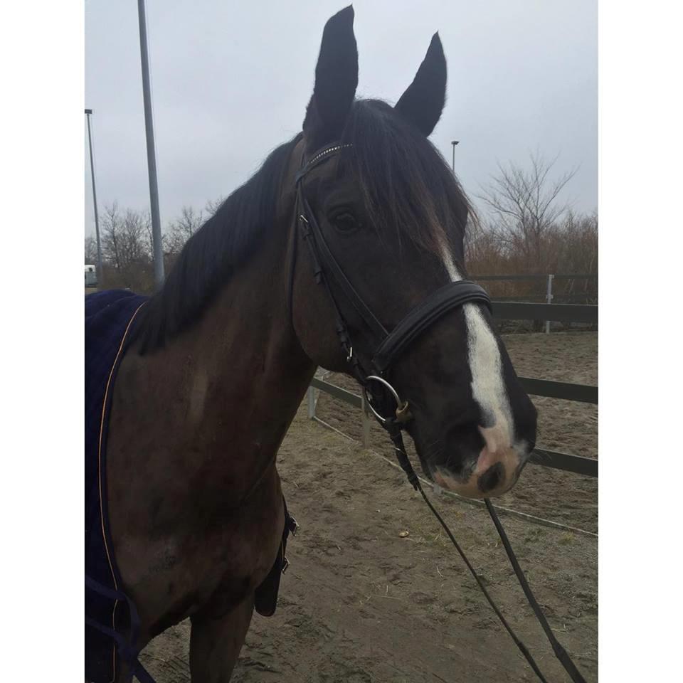 Dansk Varmblod Valløs Farinelli billede 6