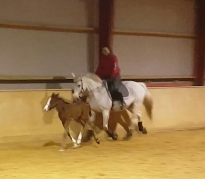 Dansk Varmblod La-troya billede 18