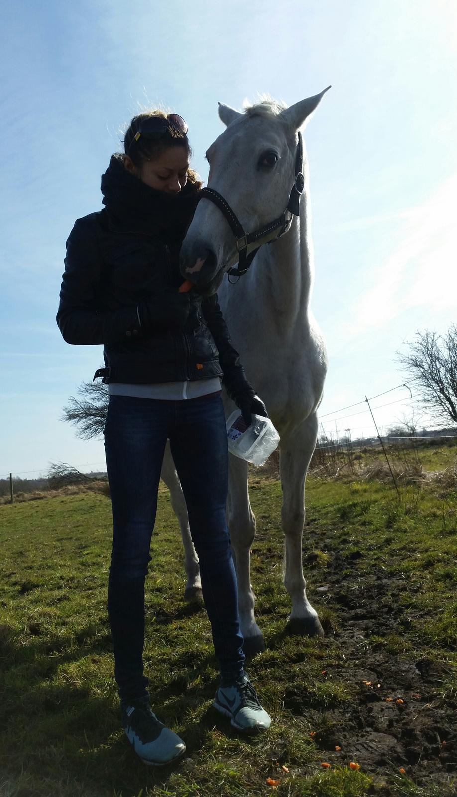 Dansk Varmblod La-troya billede 19