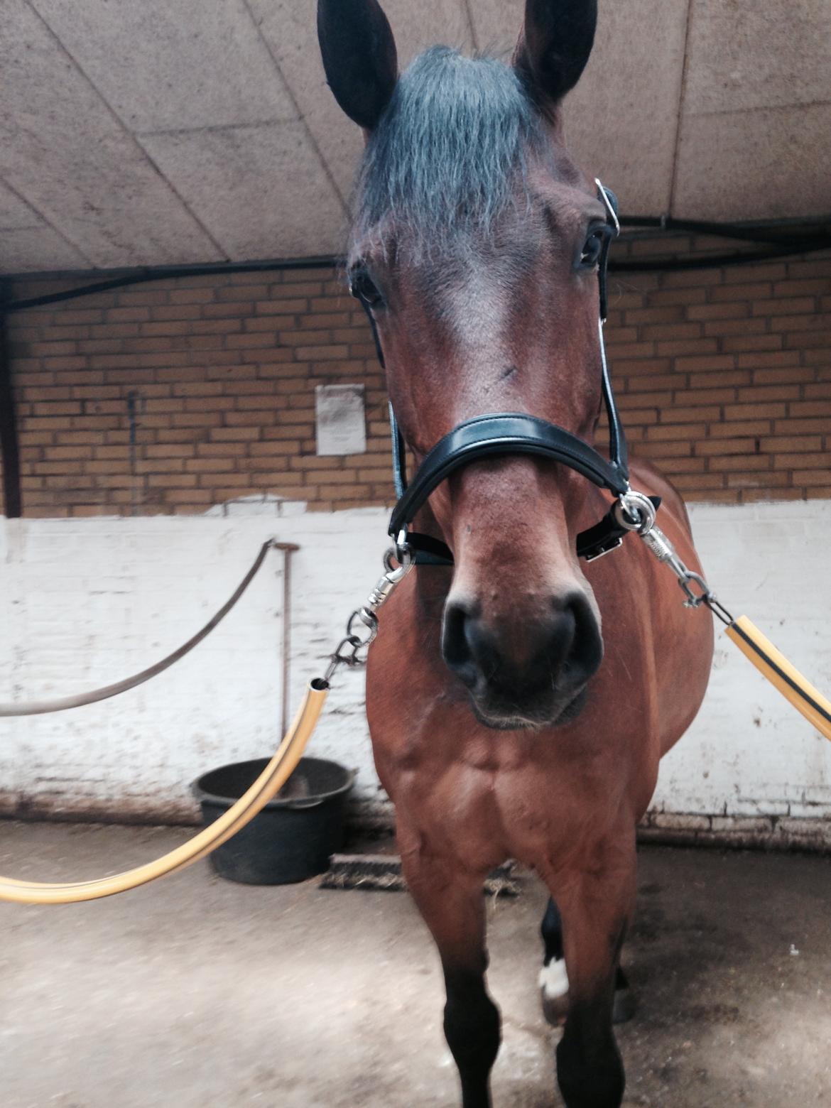 Dansk Varmblod Nicolai-høj billede 5