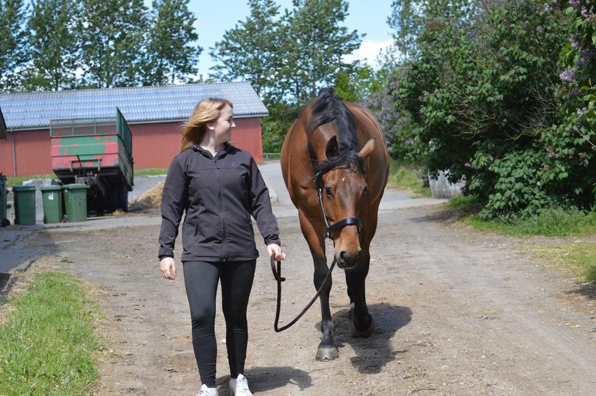 Dansk Varmblod Nicolai-høj billede 17